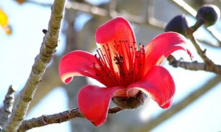 Buenos dichos sobre las flores de algodón, buenos poemas sobre las flores de algodón en marzo