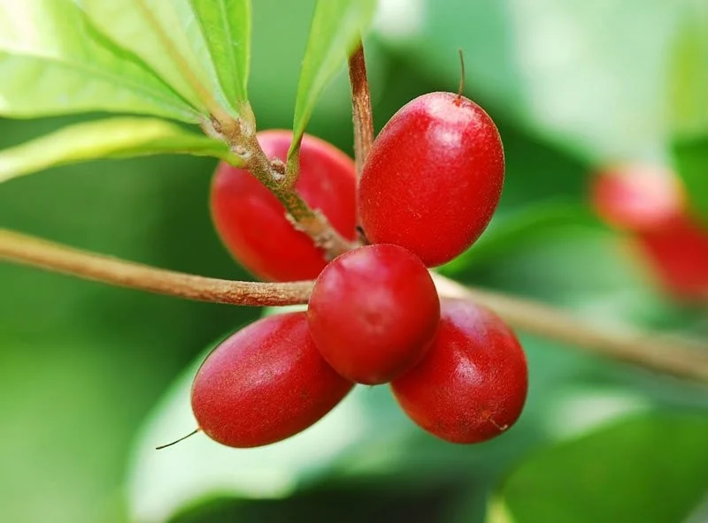 Lijst van fruitsoorten die tot de zeldzaamste en lekkerste ter wereld zijn verkozen