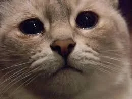 Meme van een huilende kat, grappige foto's van een huilende kat