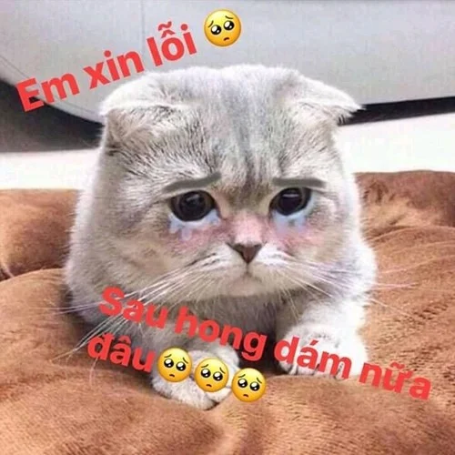 Meme van een huilende kat, grappige foto's van een huilende kat
