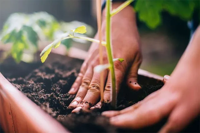 Dieren die verloren lichaamsdelen perfect kunnen regenereren