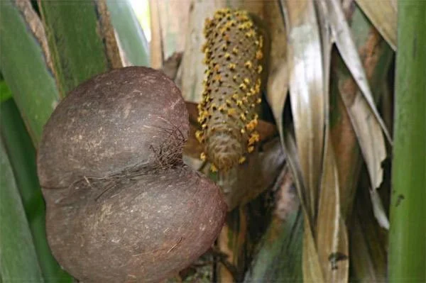 Coco de Mer, kelapa terbesar dan termahal di dunia