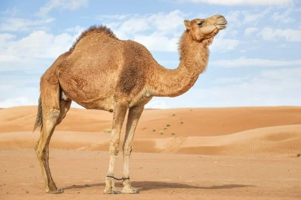 The tallest land animals in the world