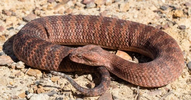 ¿Qué serpiente tiene la mayor velocidad del planeta?