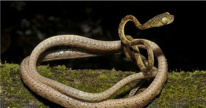 Serpiente de cabeza dentada: serpiente extraña que mueve la cabeza para cazar presas.
