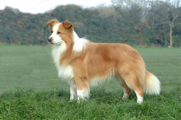 Los perros más rápidos del mundo