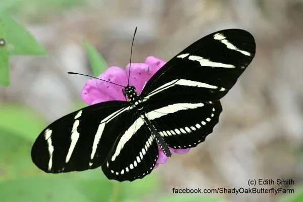 Las mariposas más hermosas del mundo.