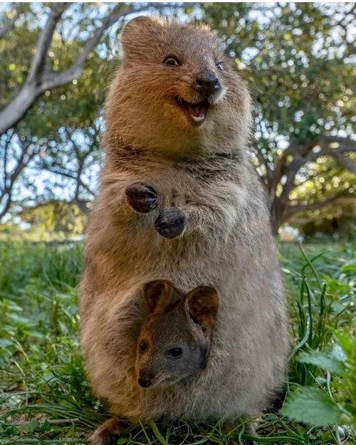 Het schokkende geheim van de quokka, het gelukkigste dier ter wereld