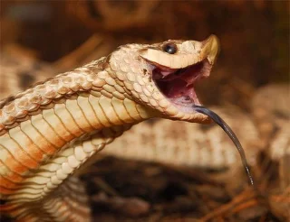 為什麼豬是蛇的剋星？