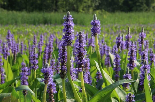 De mooiste waterbloemen ter wereld