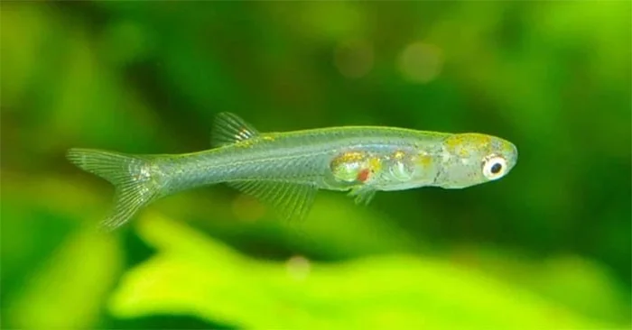 Los peces pequeños pueden producir un sonido tan fuerte como un disparo.