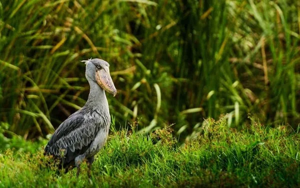 Schoenbekooievaar - de meest woeste vogel ter wereld, eet zelfs krokodillen