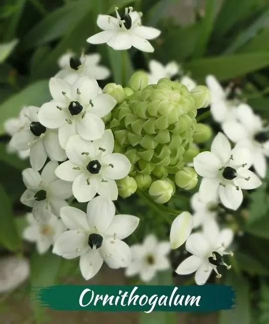 Schöne Pflanzen und Blumen enthalten tödliches Gift