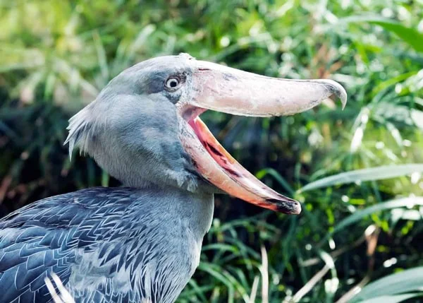 Schoenbekooievaar - de meest woeste vogel ter wereld, eet zelfs krokodillen