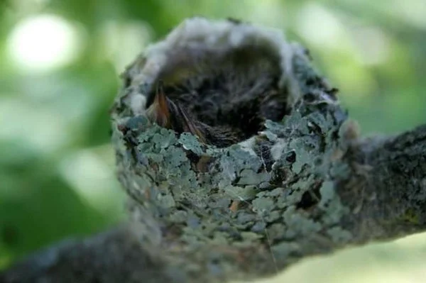 19+ interessante Fakten über Kolibris, den einzigen rückwärtsfliegenden Vogel der Erde