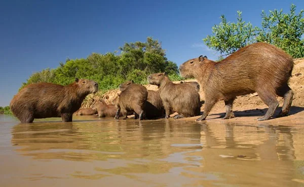 Carpincho: una rata gigante que puede pesar hasta 68 kg y que se mueve tranquilamente entre los cocodrilos gracias a sus habilidades especiales.