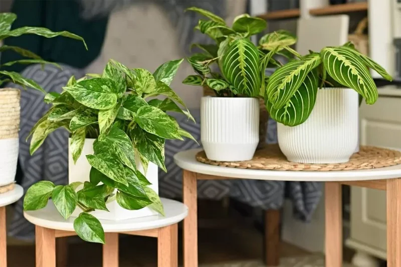 Consejos para diseñar plantas de interior para hacer tu espacio vital más hermoso