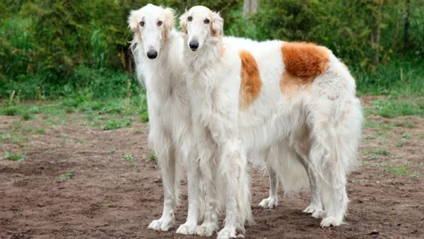 Los perros más rápidos del mundo