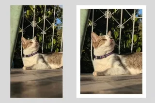 Apakah Janitor AI? Cara mendaftar dan menggunakan JanitorAI