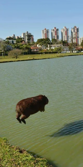 Capybara-achtergrond, nieuwste Capybara-achtergrond