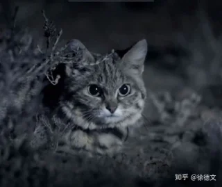 Gato africano de patas negras: parece inocente, pero es el gato más peligroso del mundo.