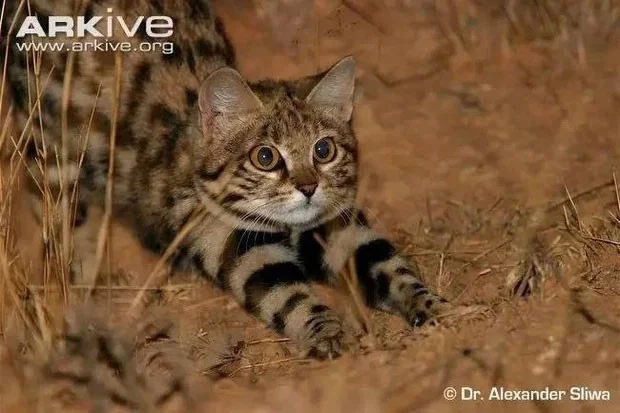 Gato africano de patas negras: parece inocente, pero es el gato más peligroso del mundo.