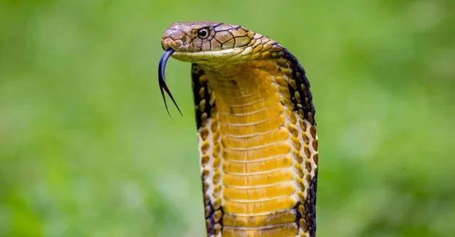 ¿Qué serpiente tiene la mayor velocidad del planeta?