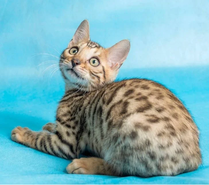 Kattenrassen die niet geschikt zijn voor beginnende eigenaren
