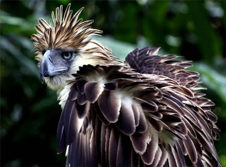 Las aves más extrañas, algunas parecen 'viajar' a la Tierra desde otro mundo