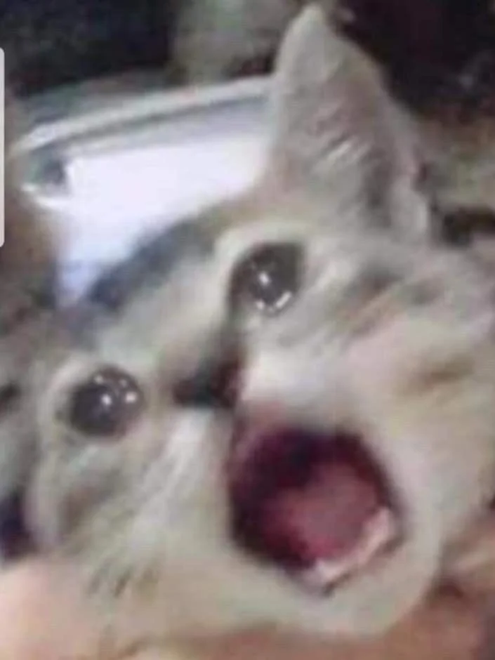 Meme van een huilende kat, grappige foto's van een huilende kat