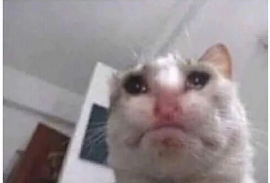 Meme van een huilende kat, grappige foto's van een huilende kat