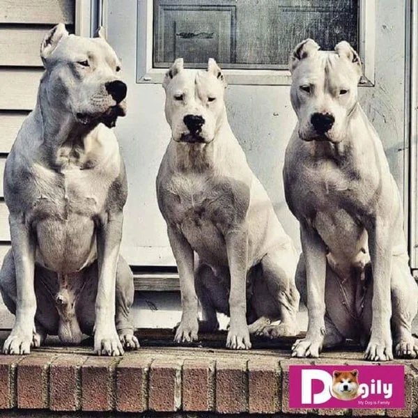 Las razas de perros con mayor fuerza de mordida son extremadamente peligrosas