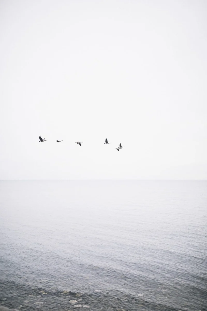 Papel pintado blanco, hermoso papel pintado blanco.