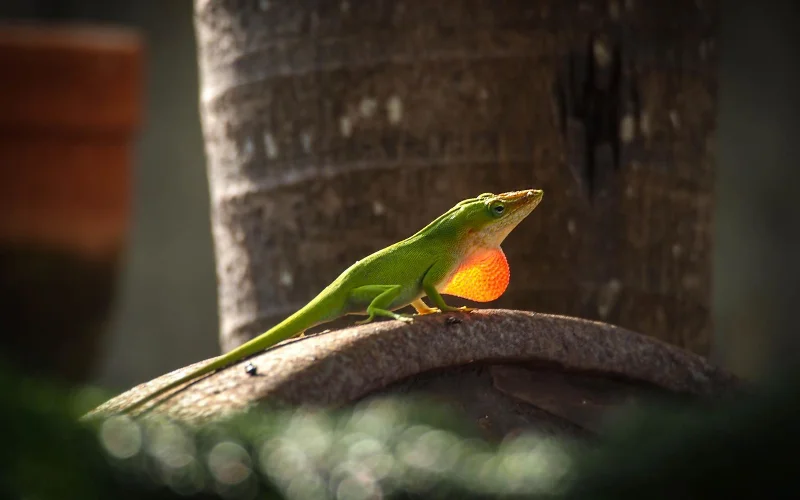 Mais de 100 melhores papéis de parede Full HD, 2K, 4K 2023